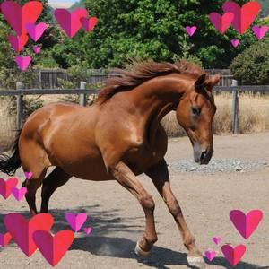 Meet your Posher, Debra